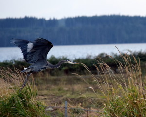 Heron in Grays Harbor